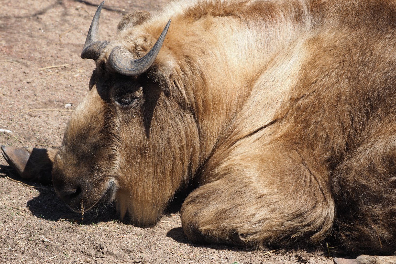 Sichuan takin