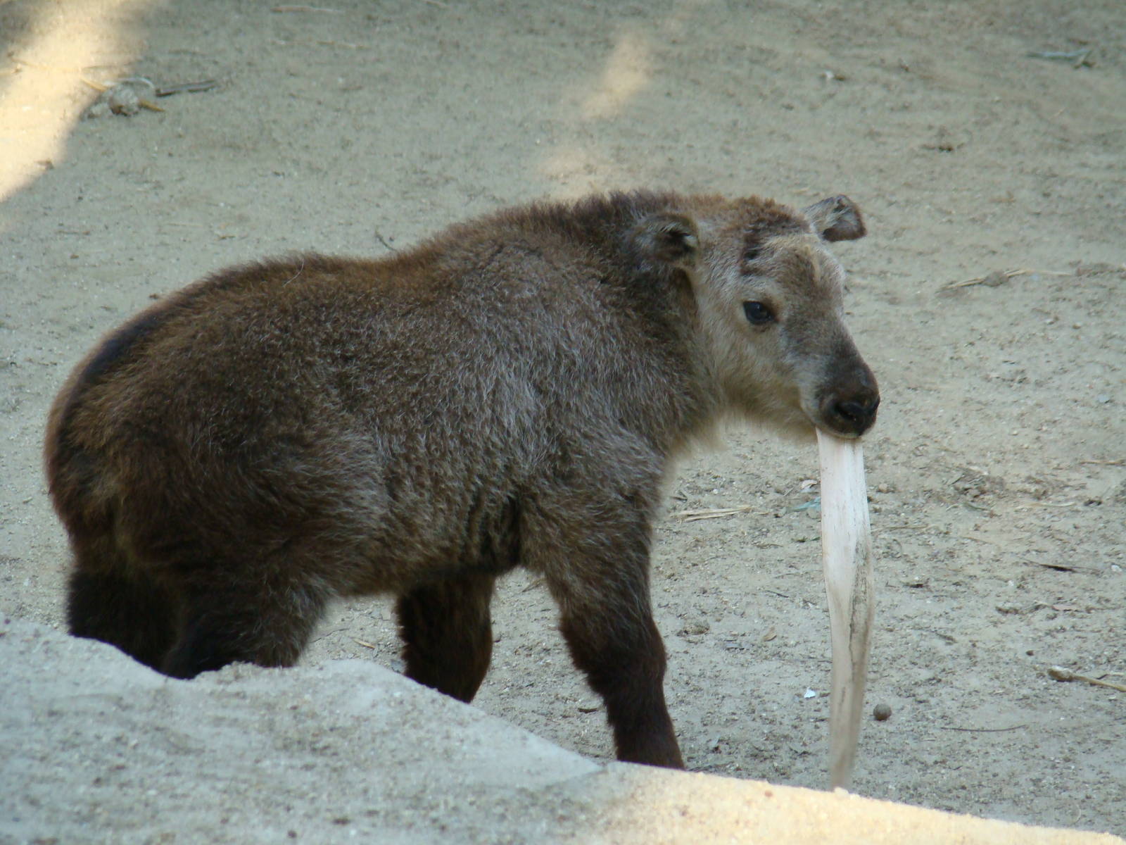 Sichuan Takin