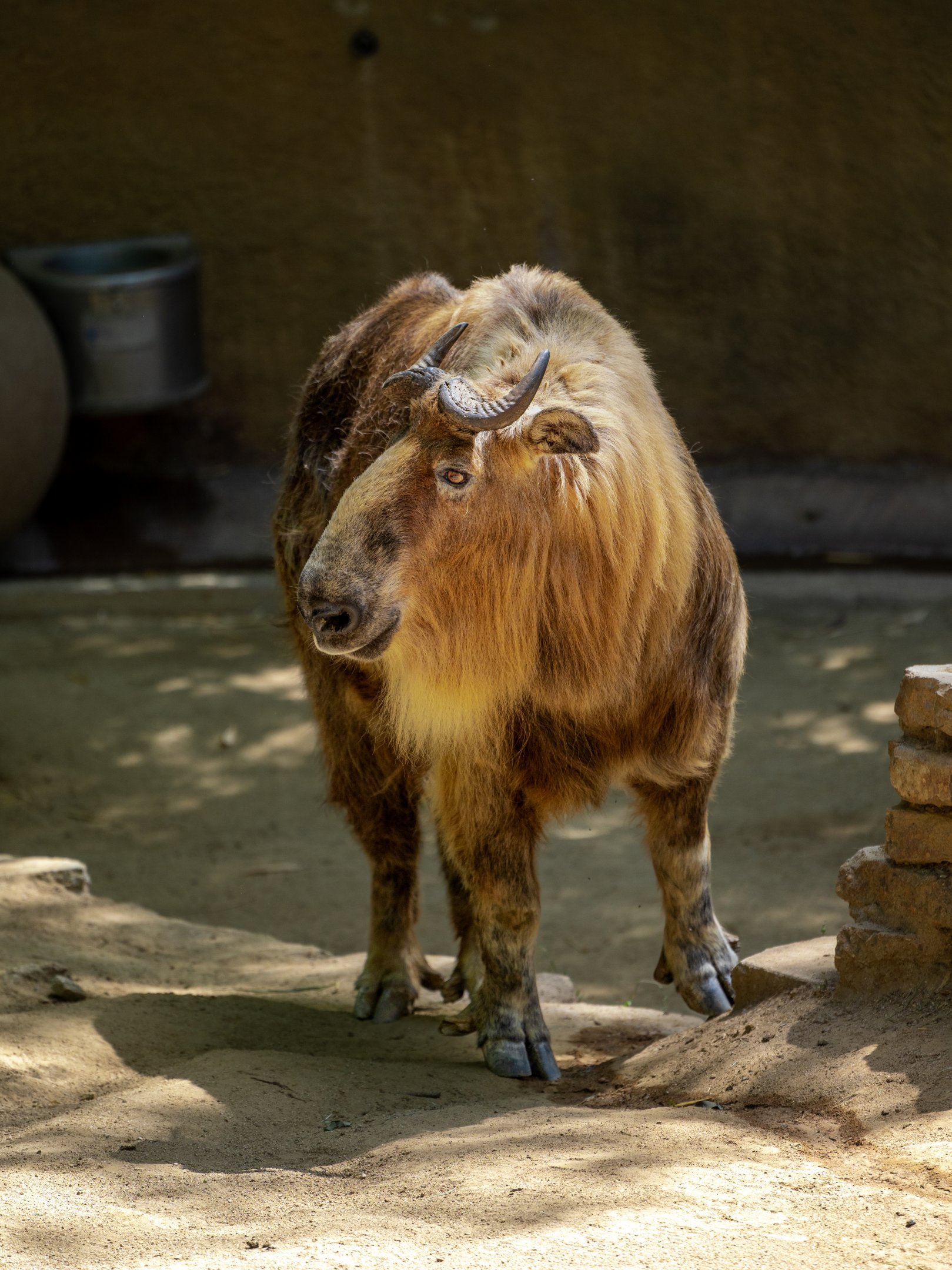 Sichuan Takin