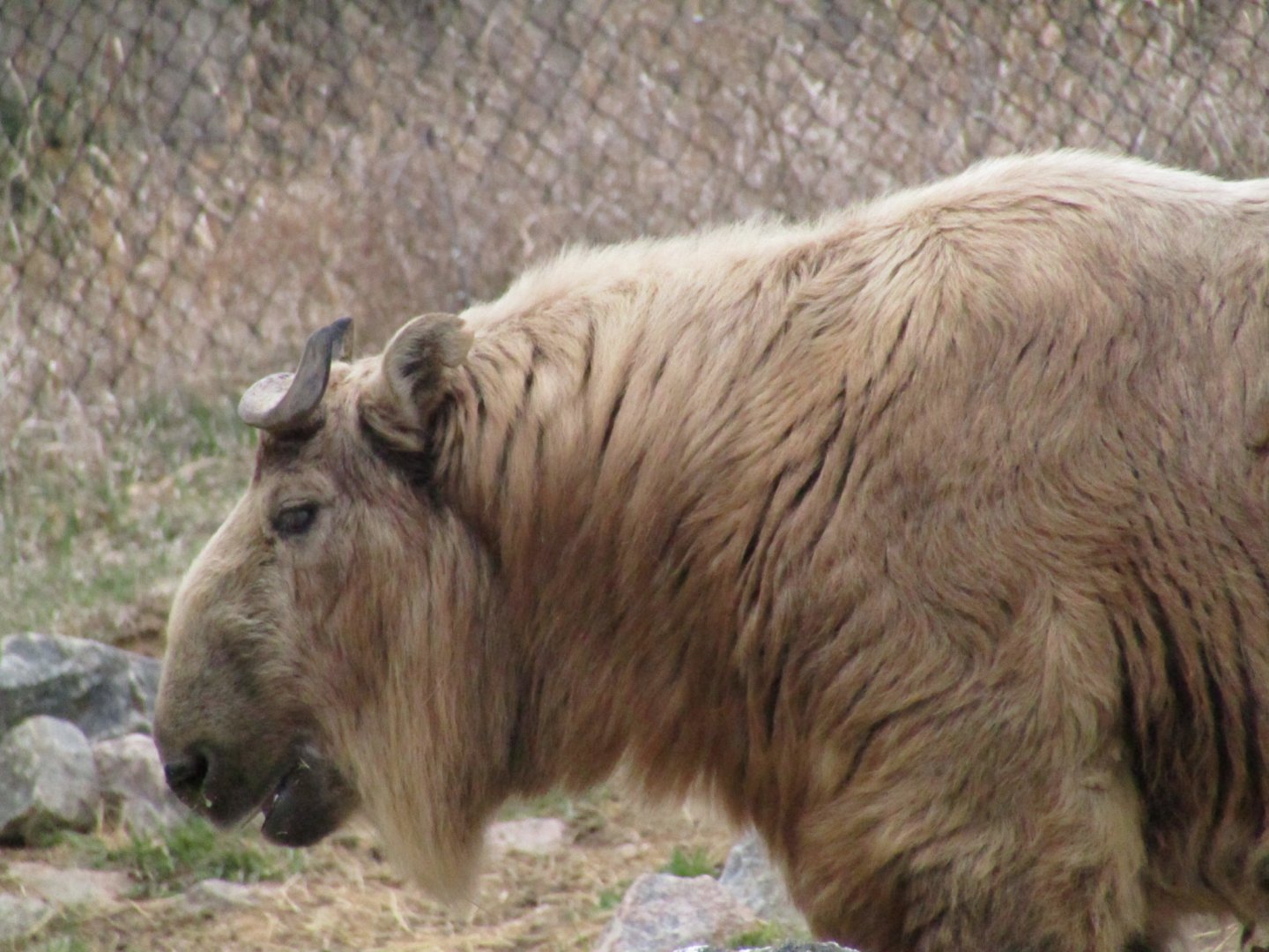 Sichuan Takin