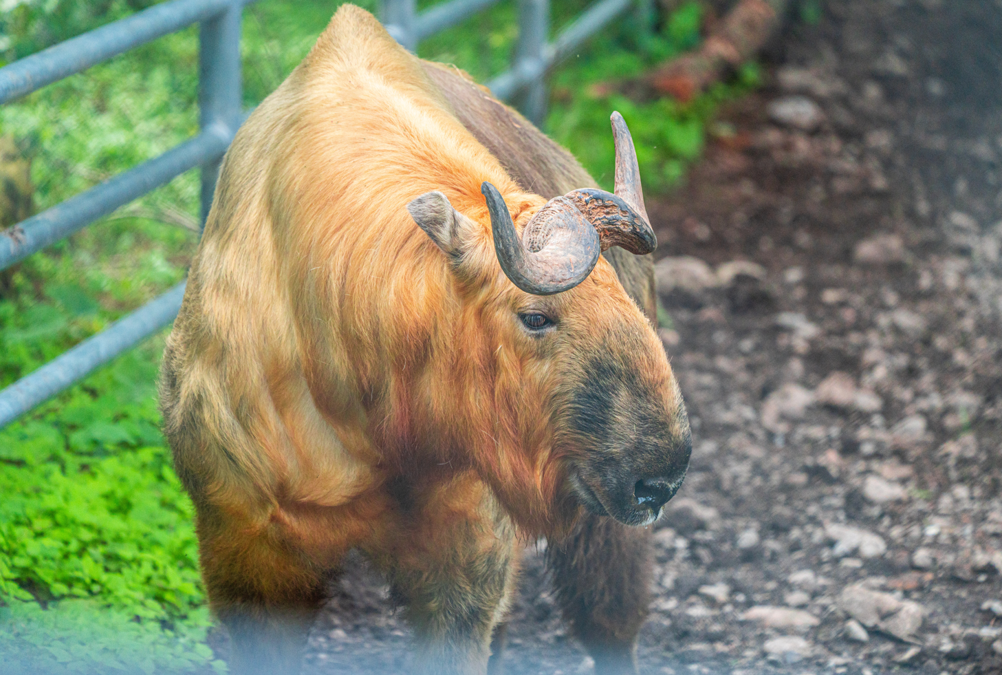 Sichuan Takin