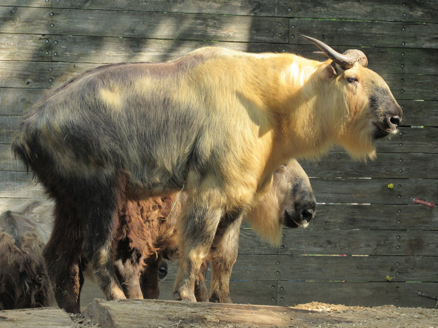 Sichuan Takin