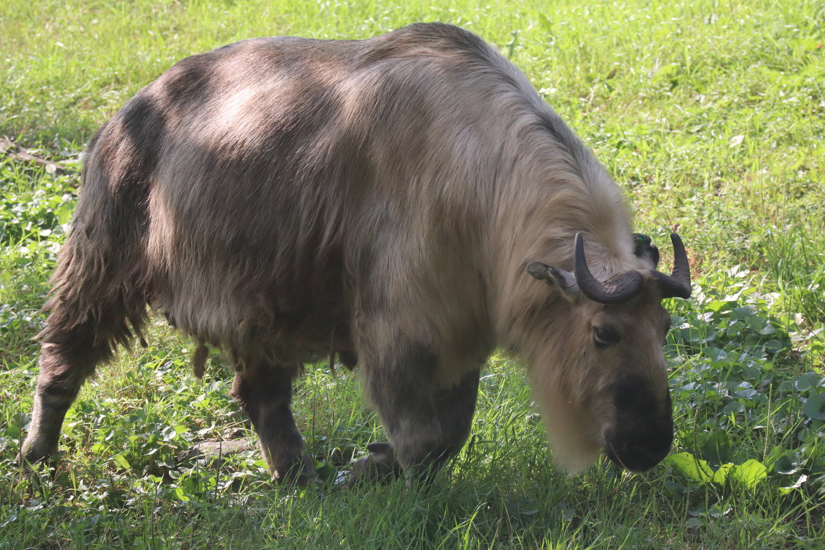 Sichuan Takin