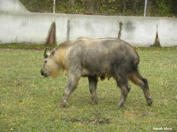 Sichuan Takin