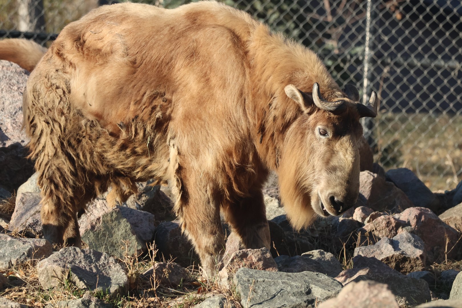 Sichuan Takin