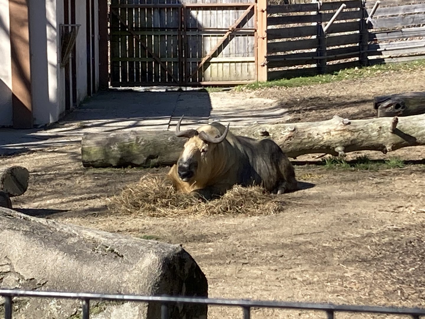 Sichuan Takin
