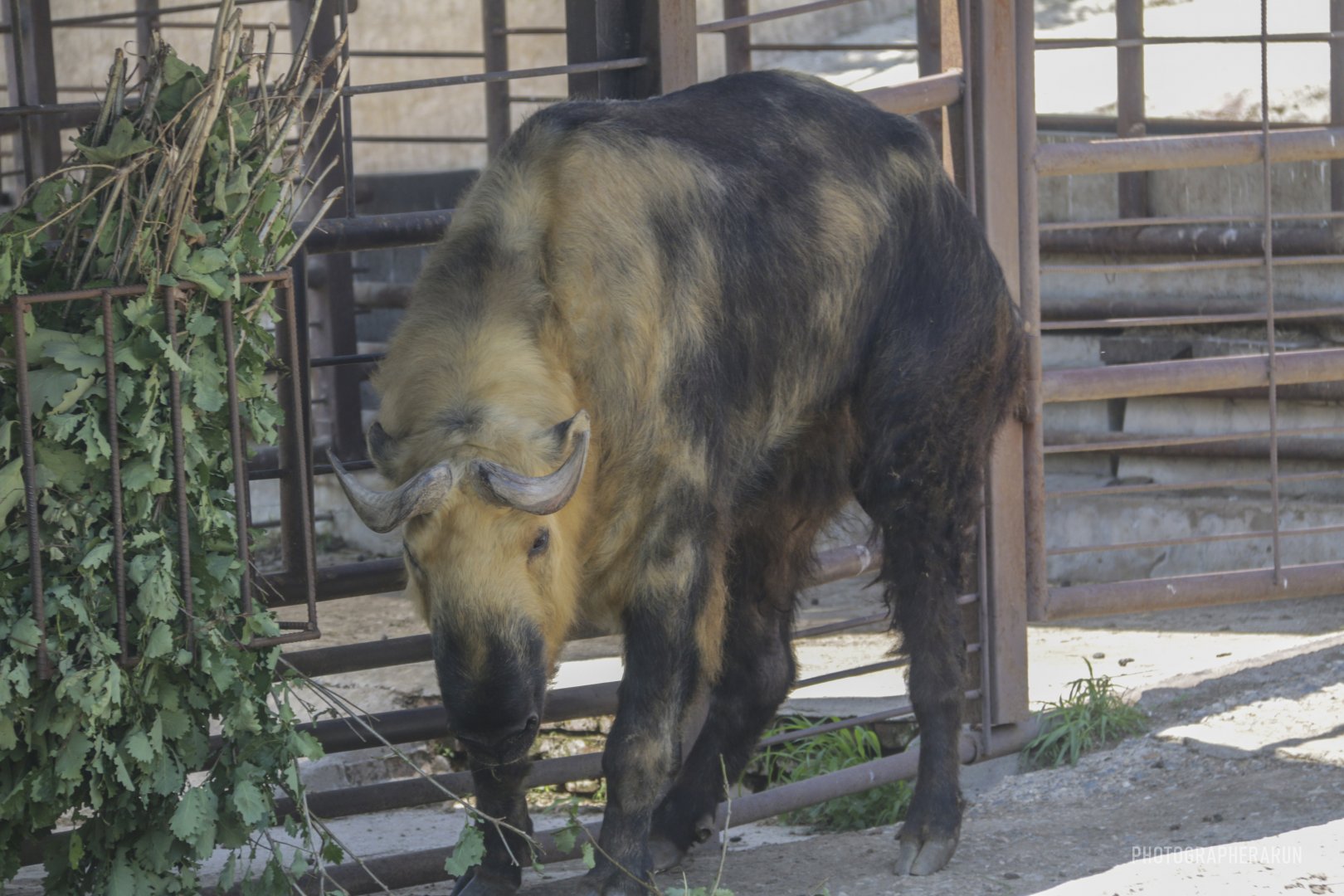 Sichuan Takin