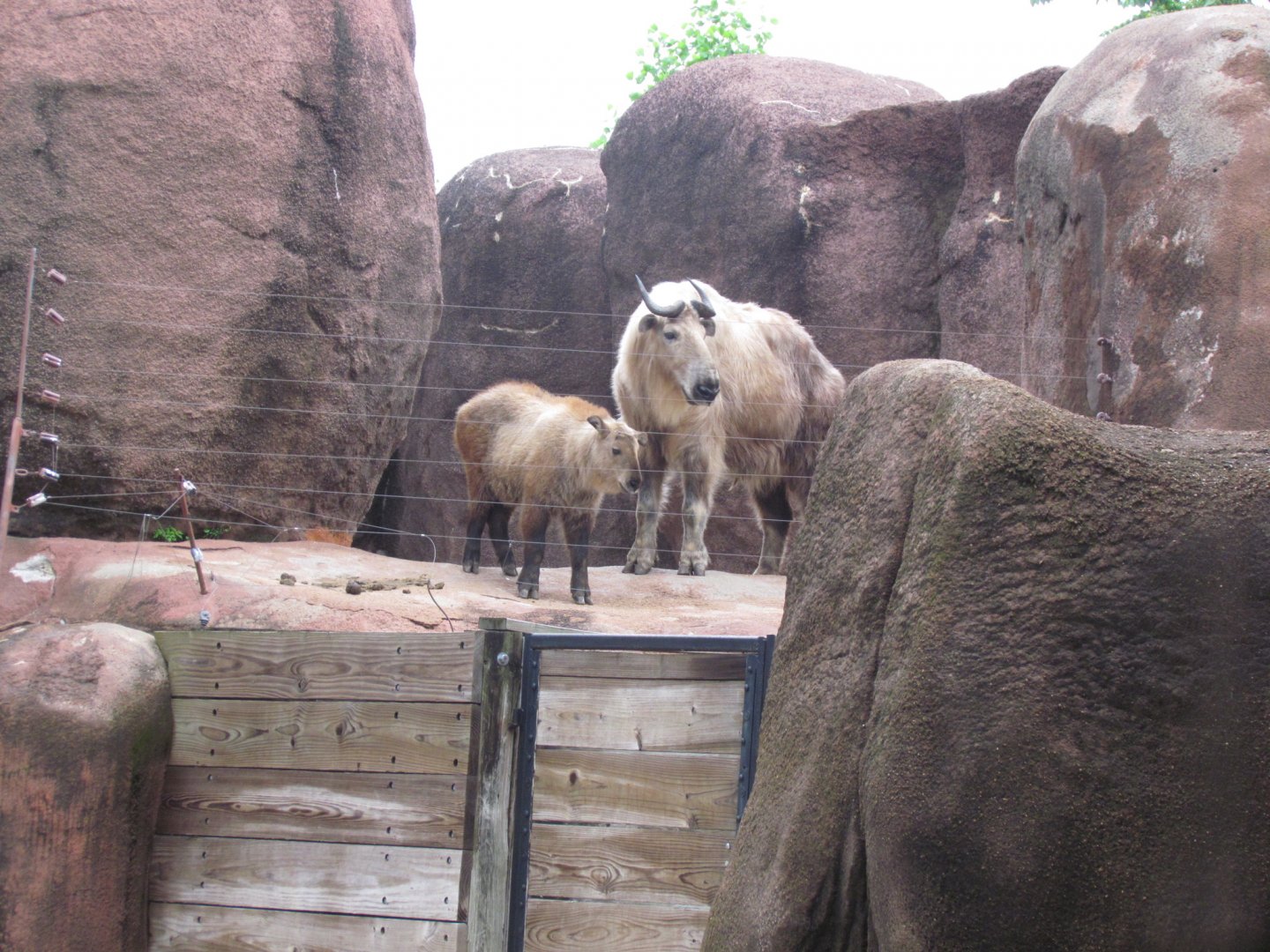Sichuan Takin