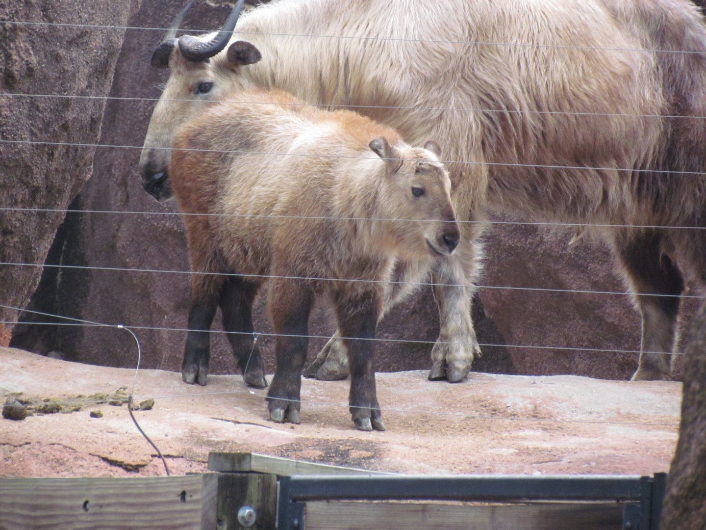 Sichuan Takin