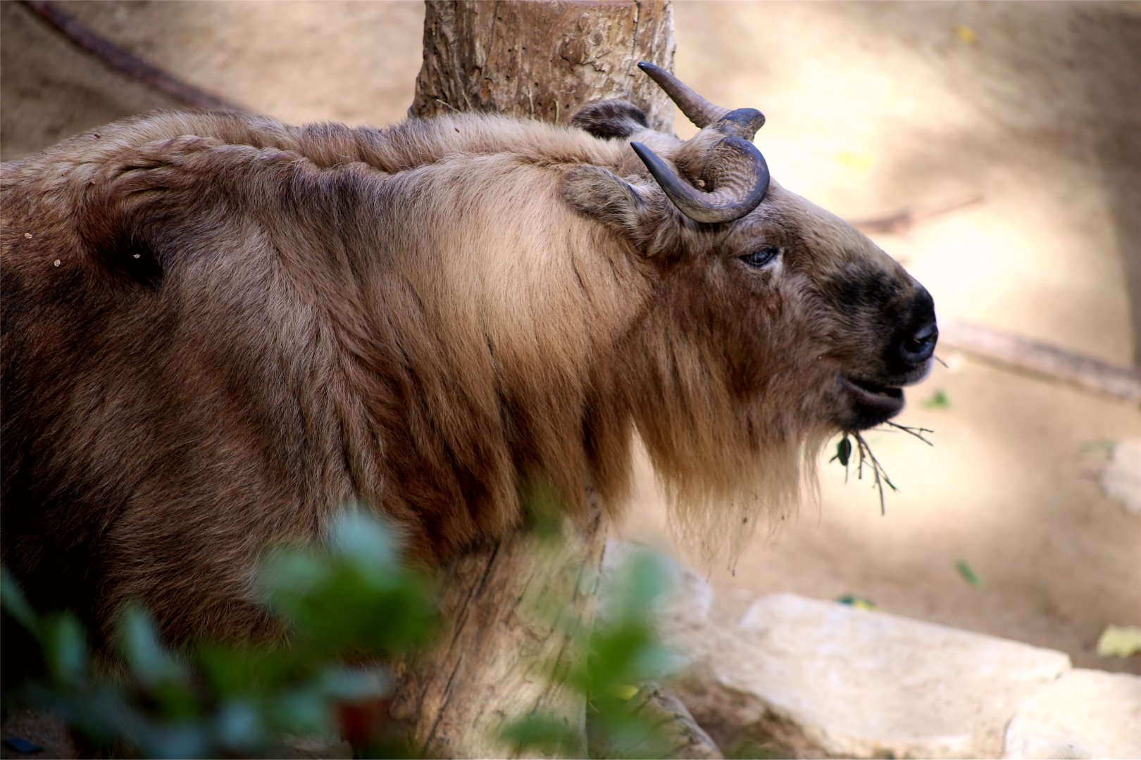 Sichuan Takin