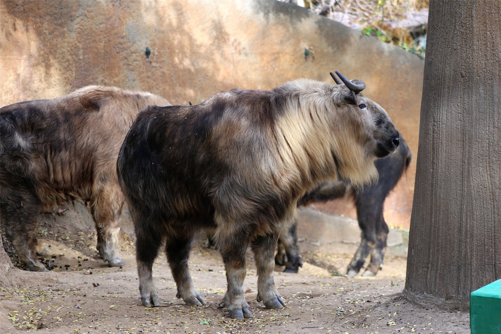 Sichuan Takin