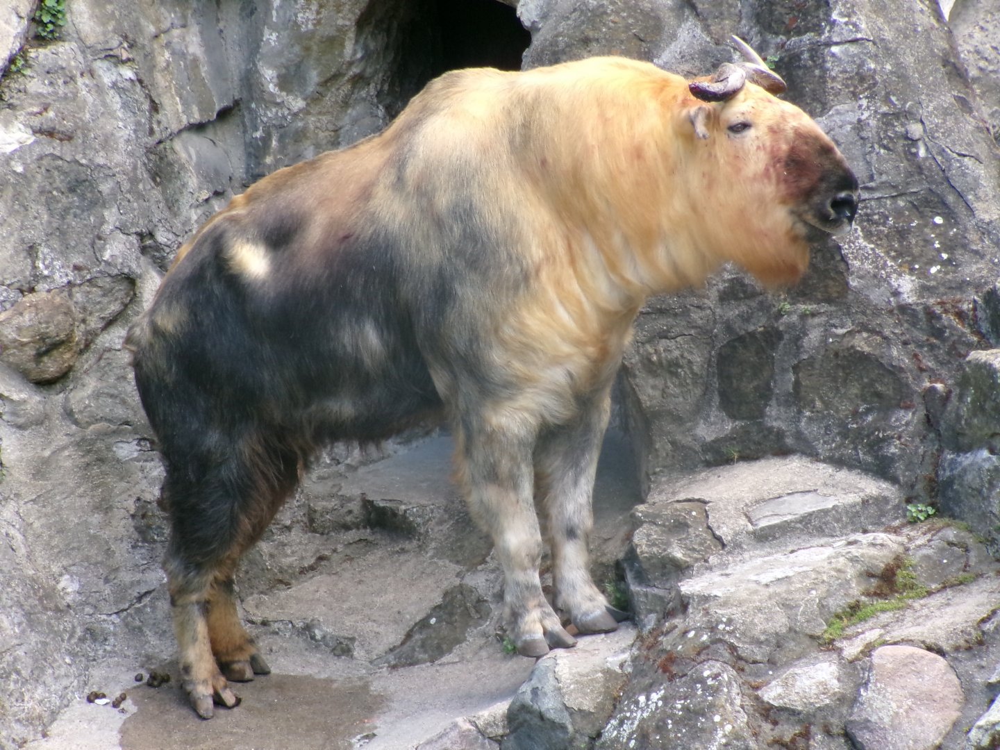 Sichuan takin