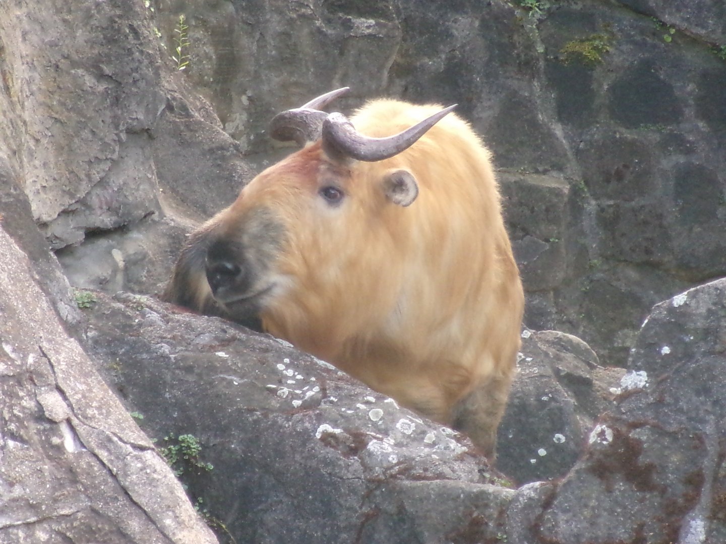 Sichuan takin