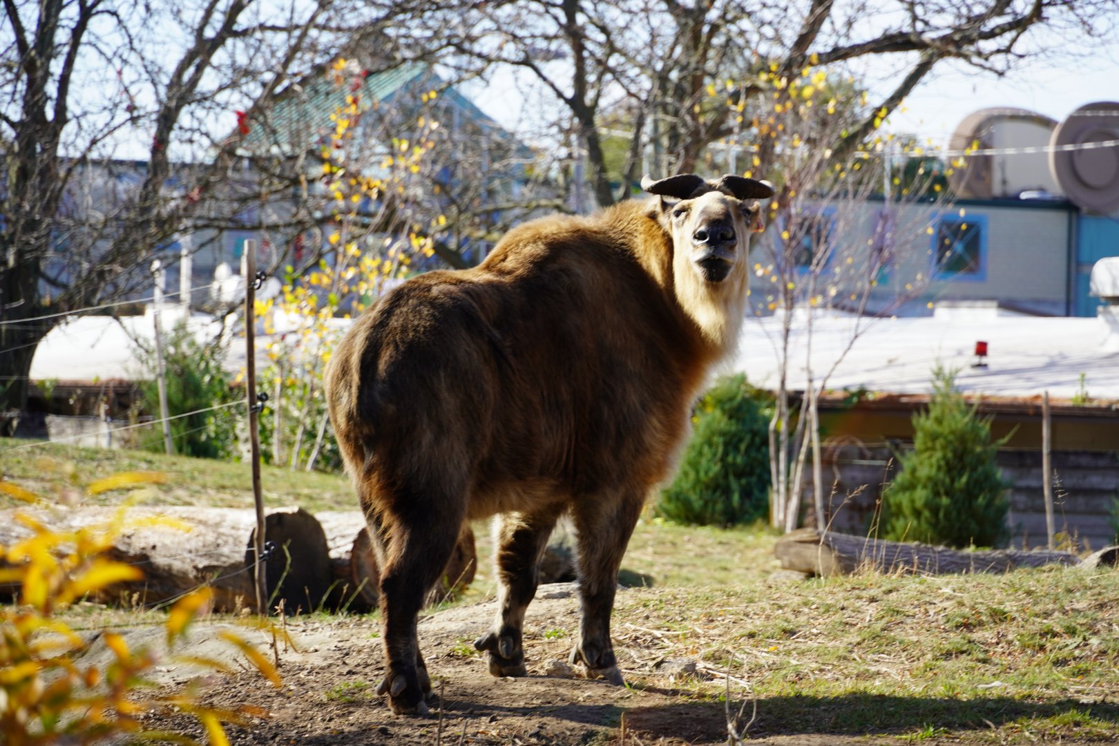 Sichuan Takin