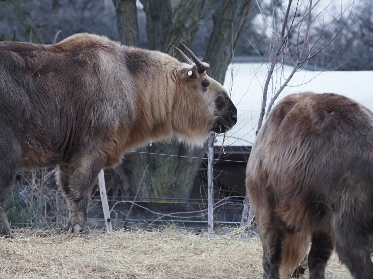 Sichuan Takin