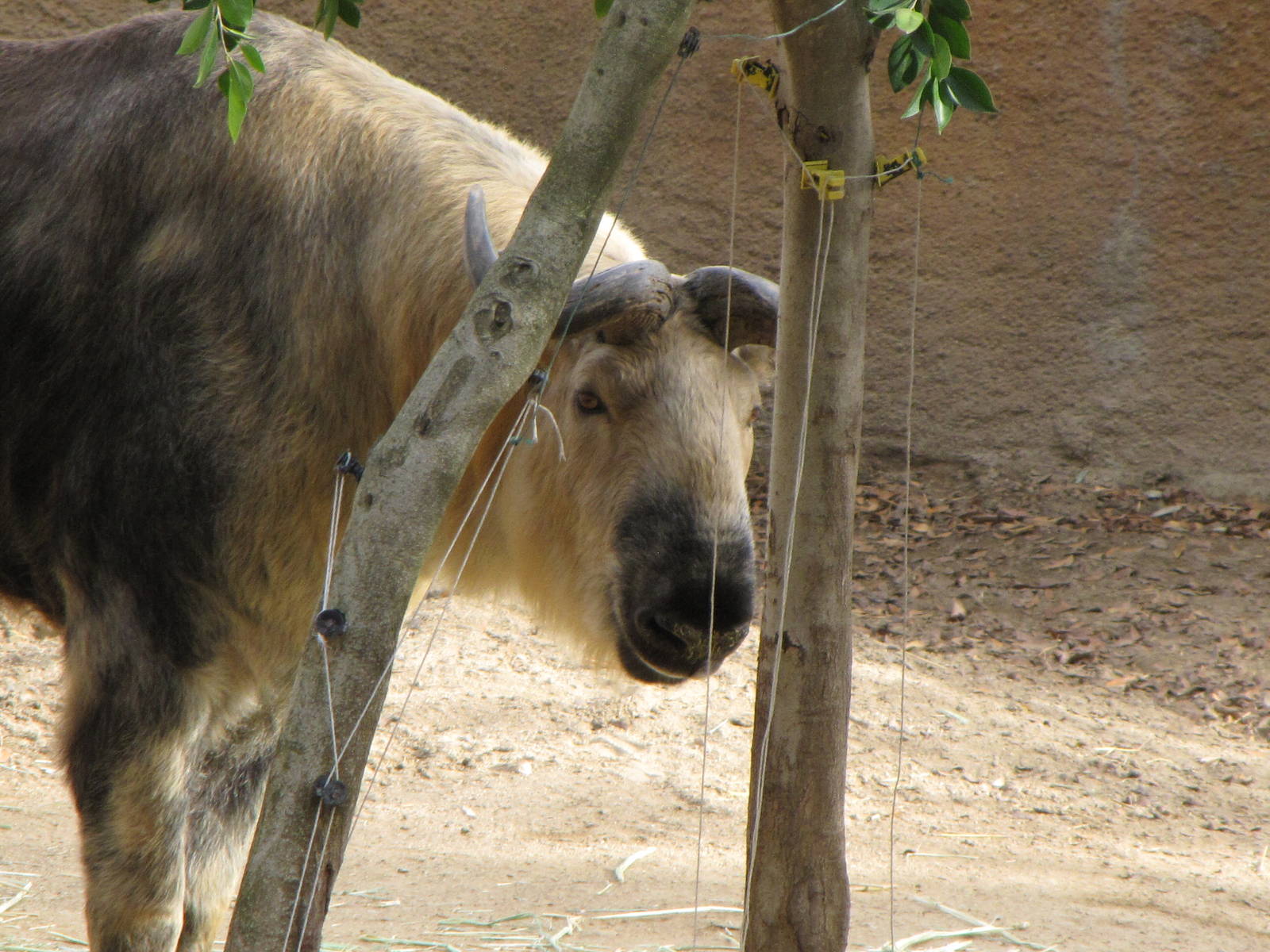 Sichuan Takin