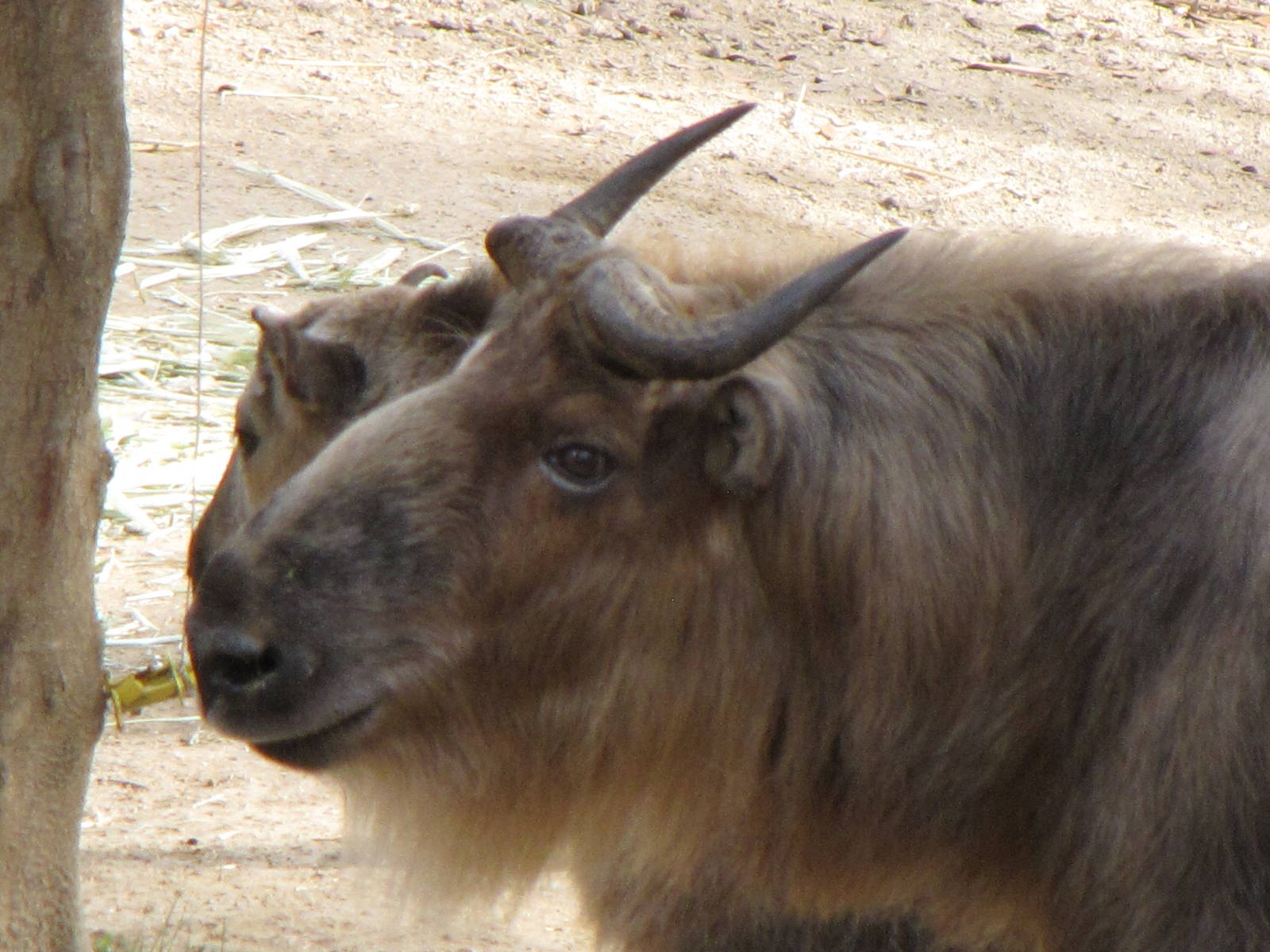 Sichuan Takin
