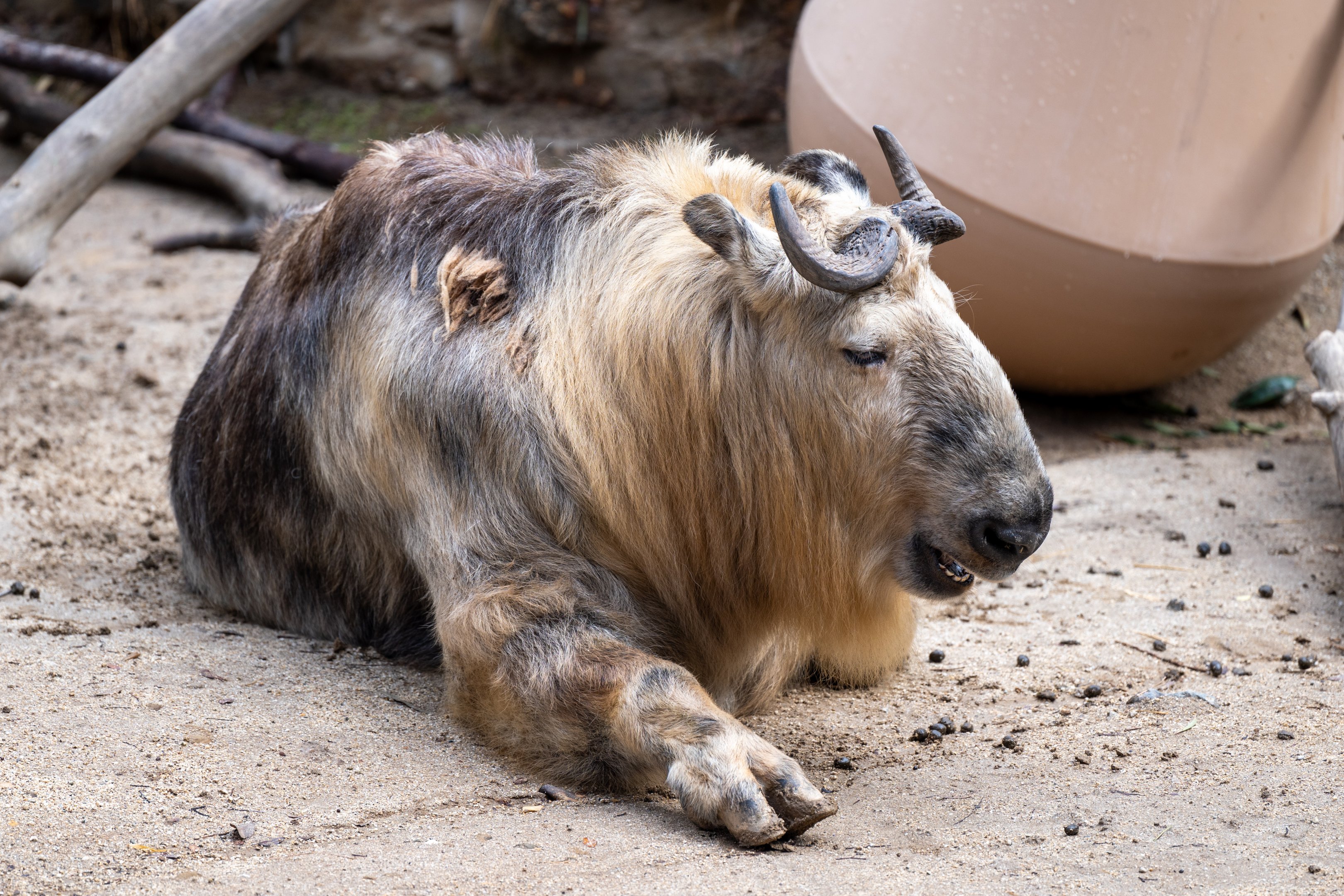 Sichuan Takin