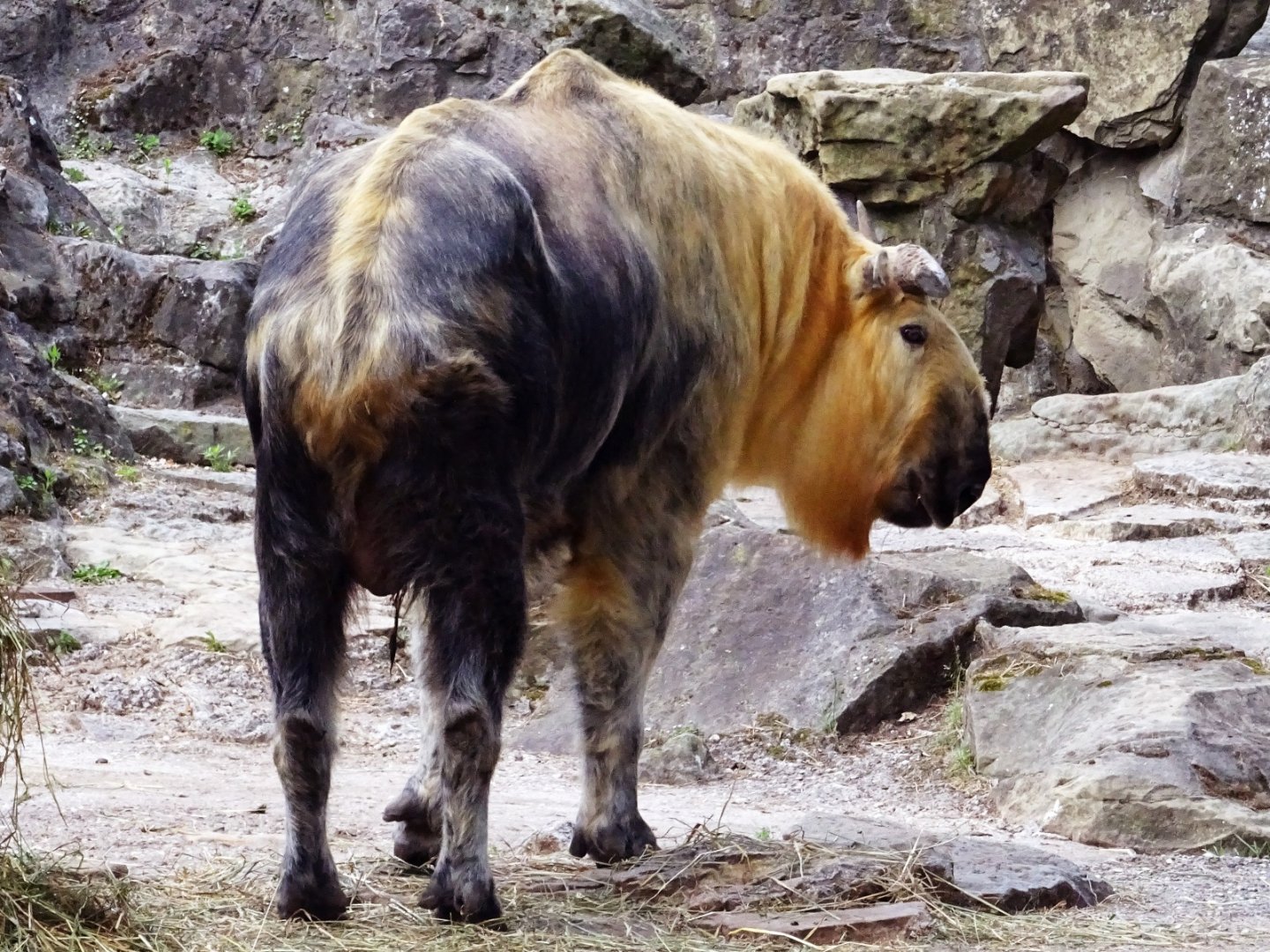 Sichuan Takin