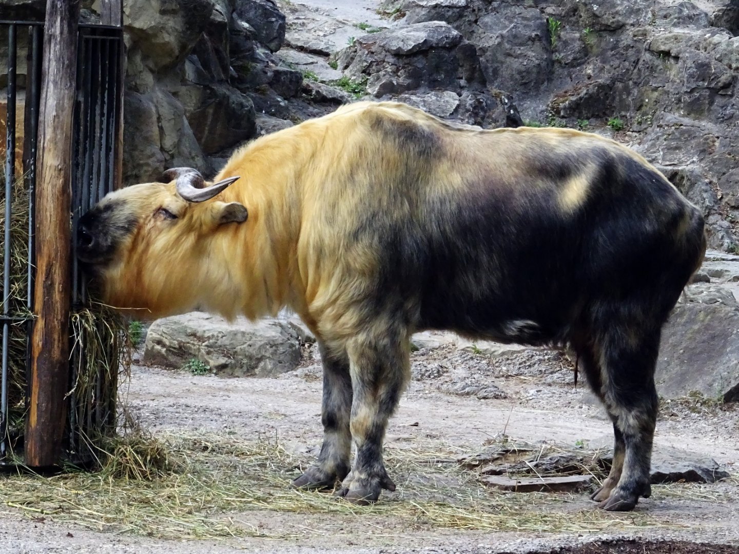 Sichuan Takin