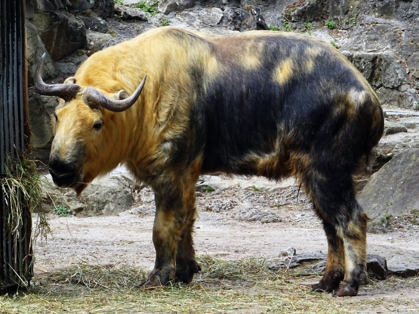 Sichuan Takin