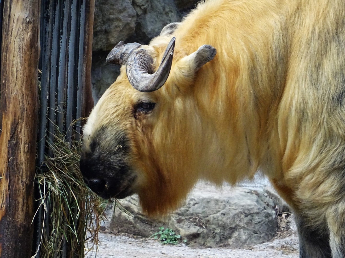 Sichuan Takin