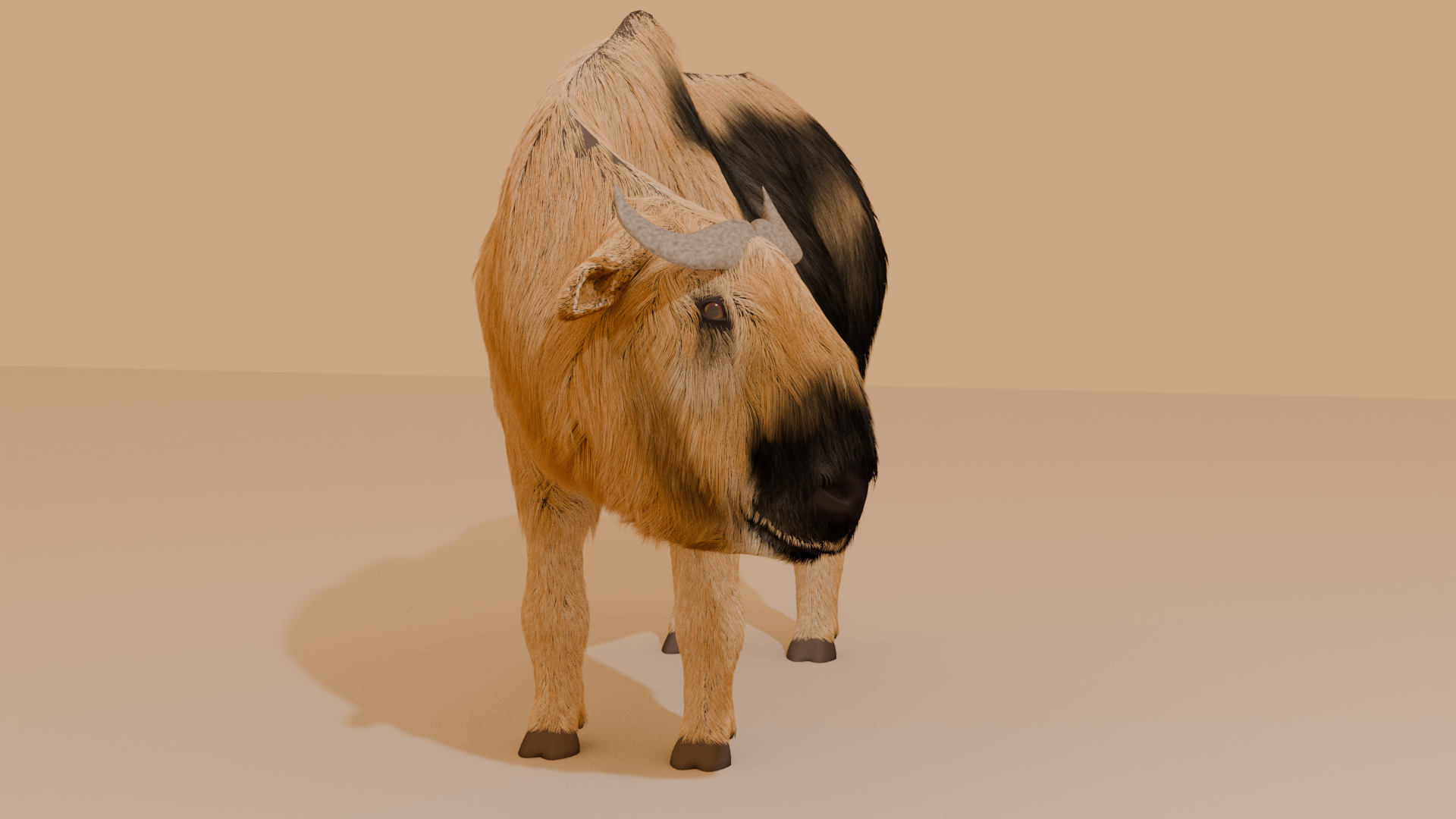 Sichuan Takin