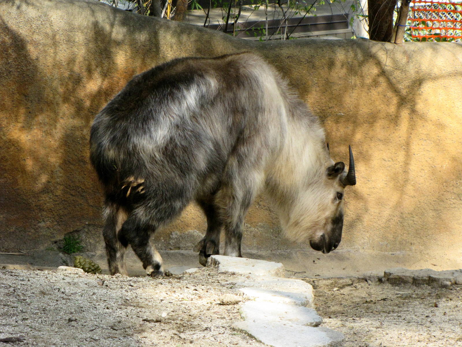 Sichuan Takin