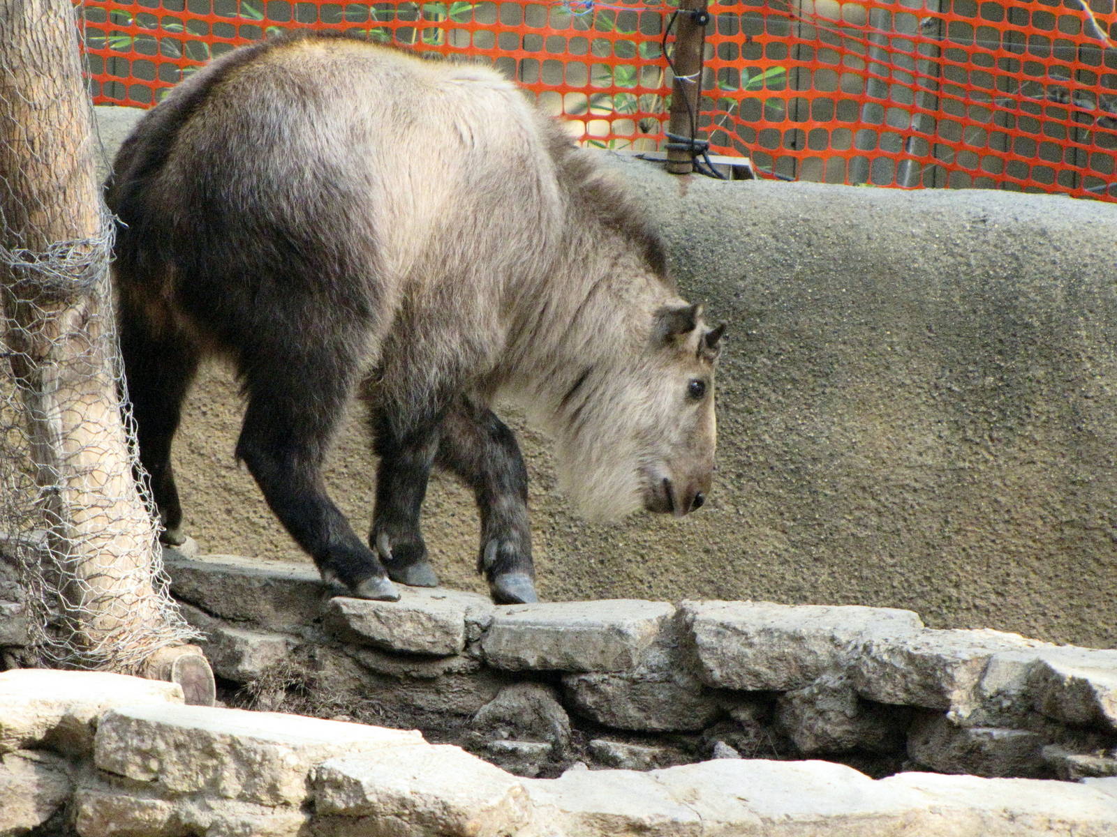 Sichuan Takin
