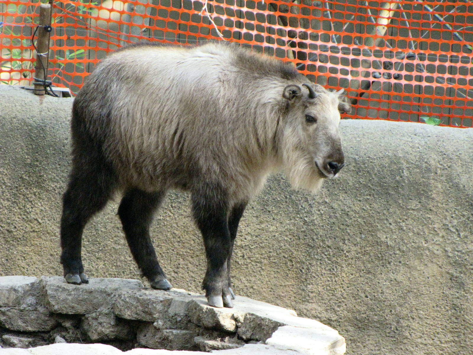 Sichuan Takin