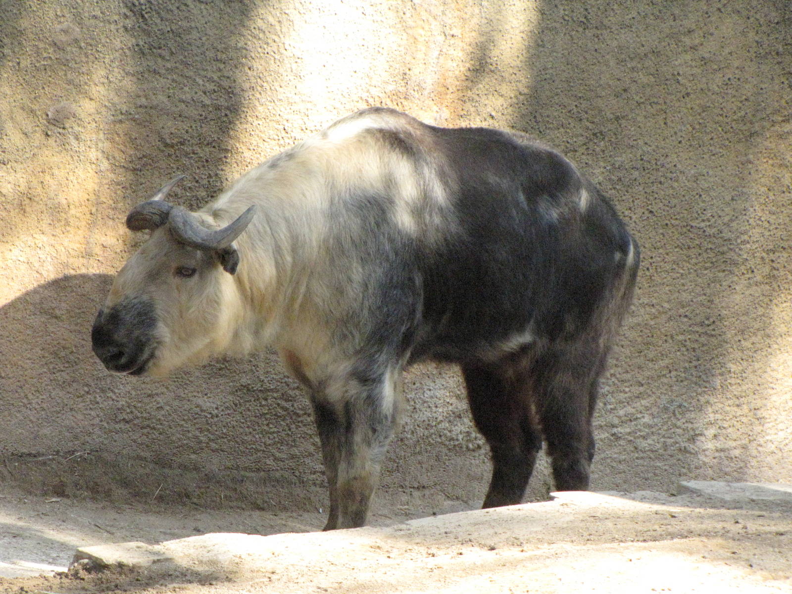 Sichuan Takin