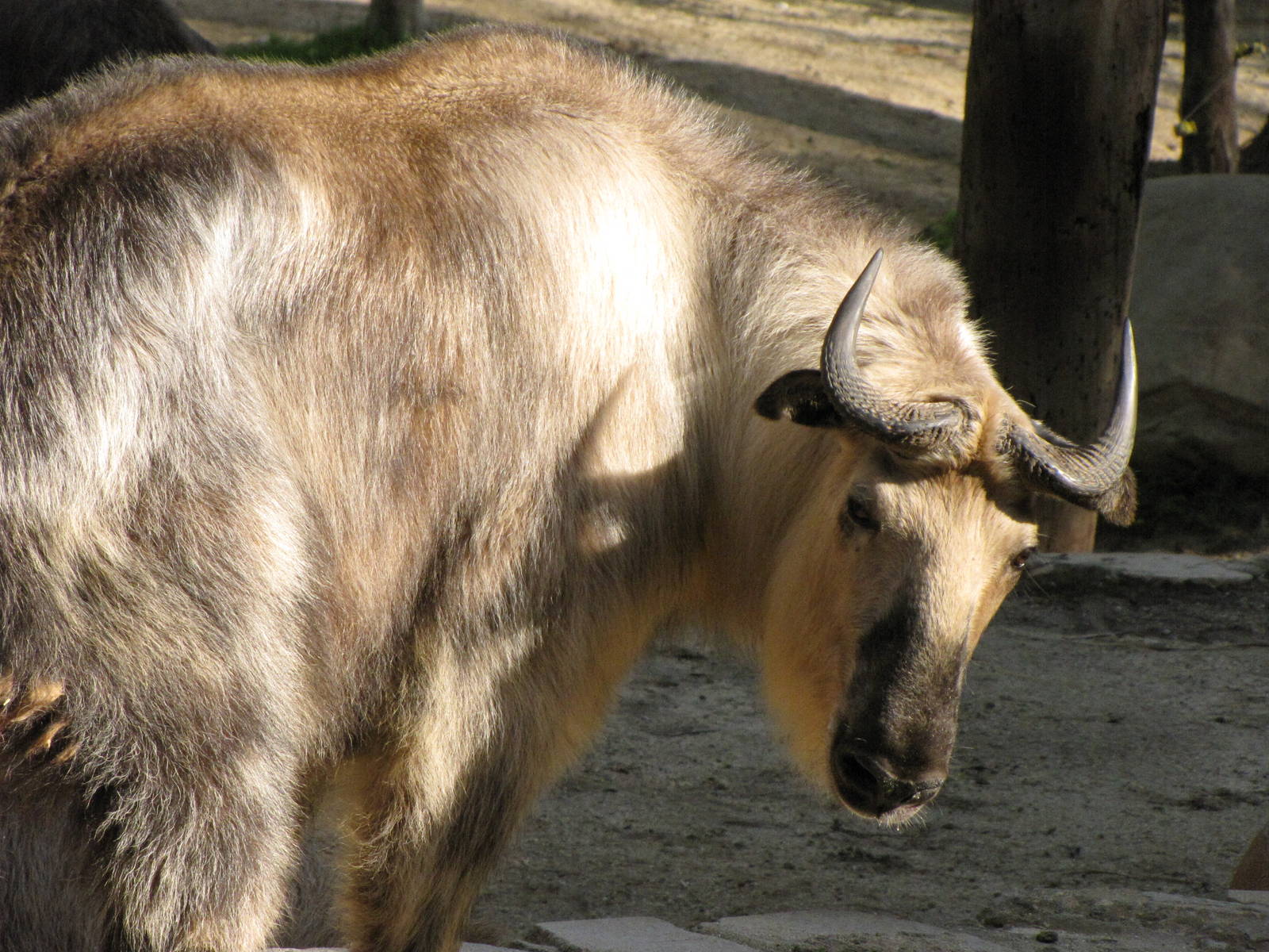 Sichuan Takin