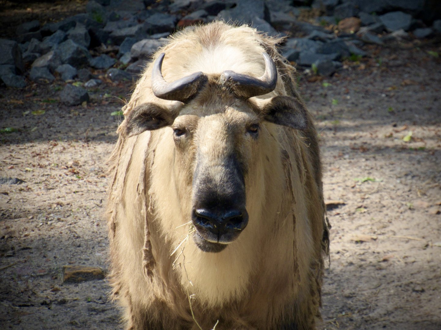 Sichuan takin
