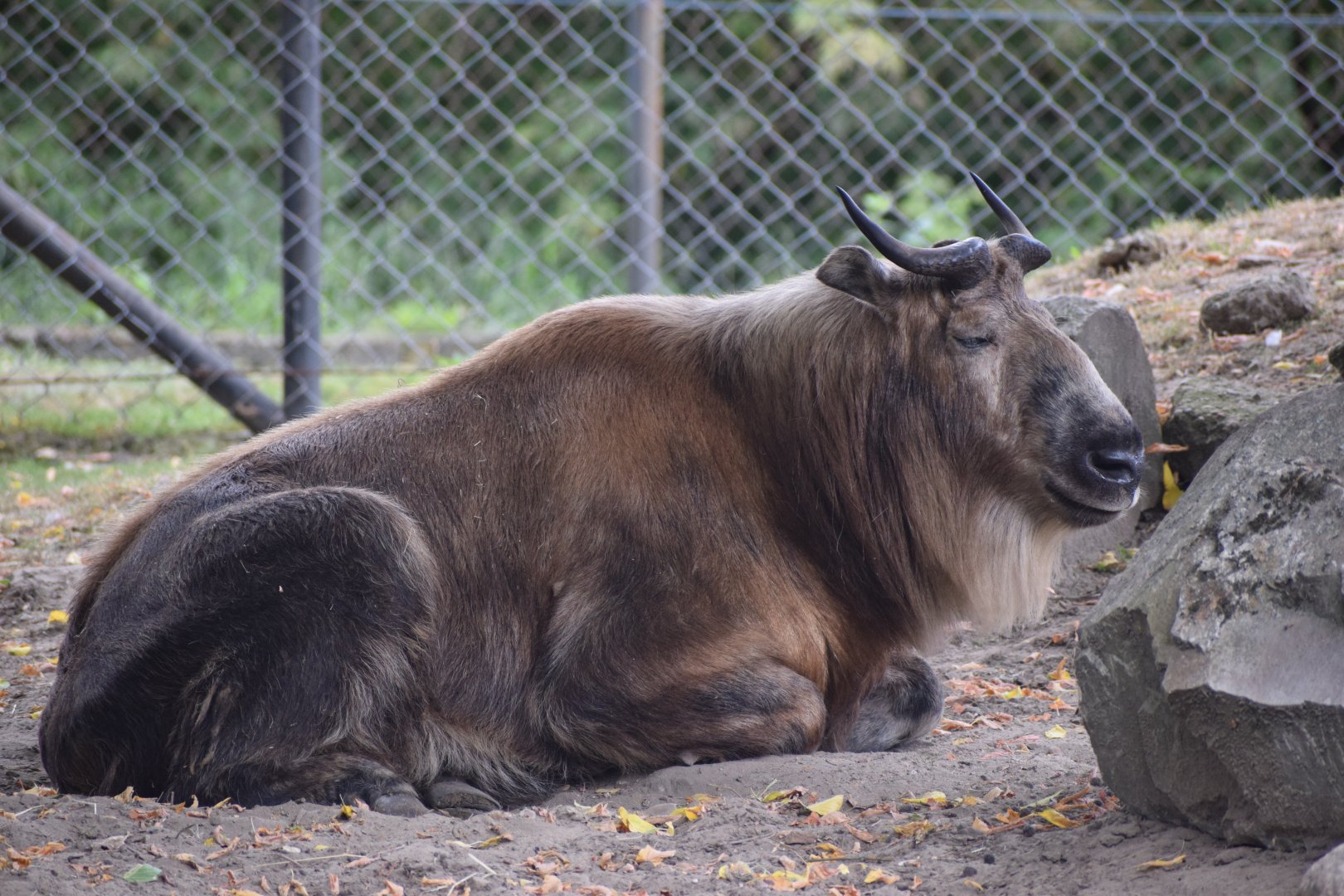 Sichuan takin