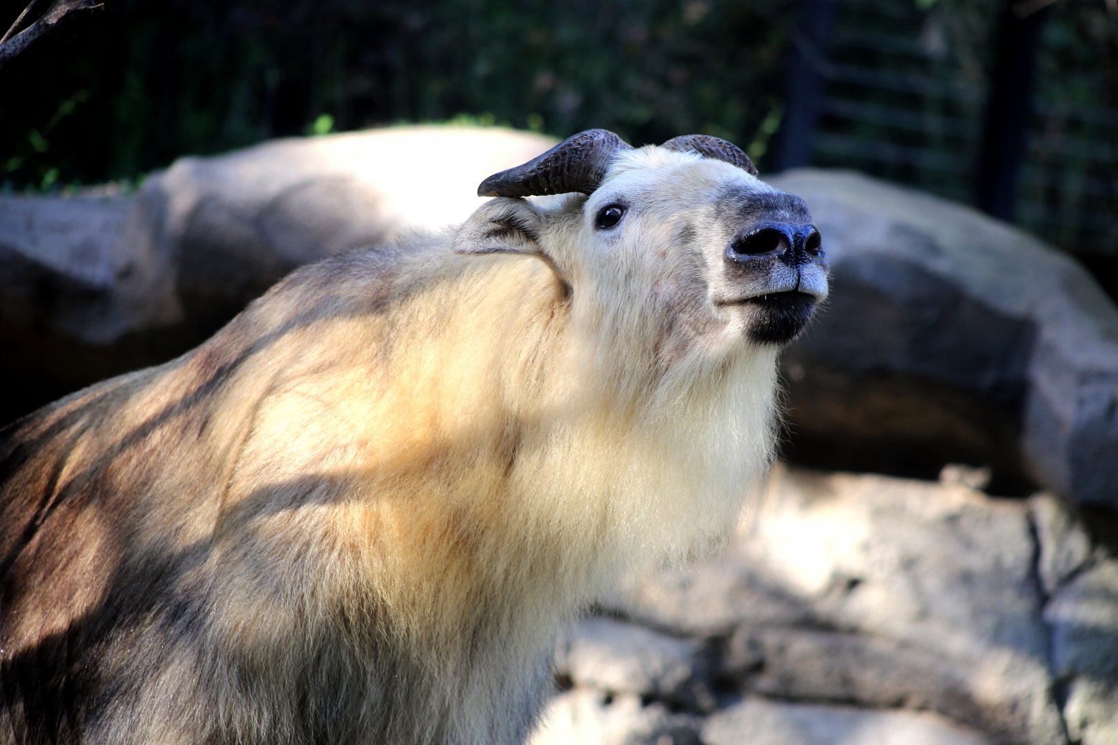 Sichuan Takin