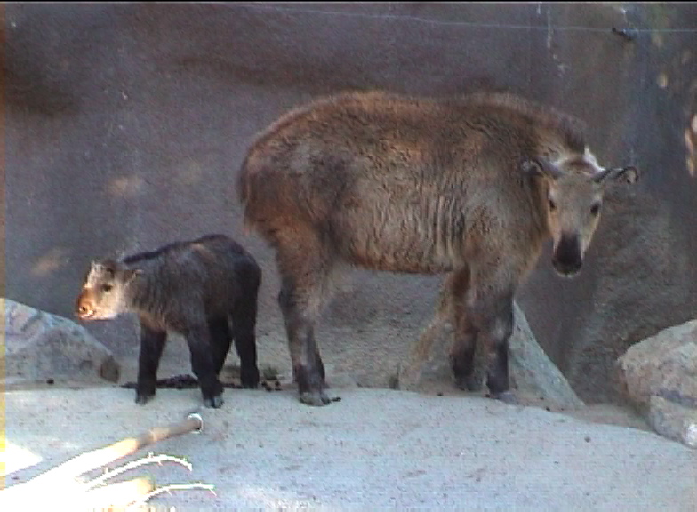 Sichuan takin