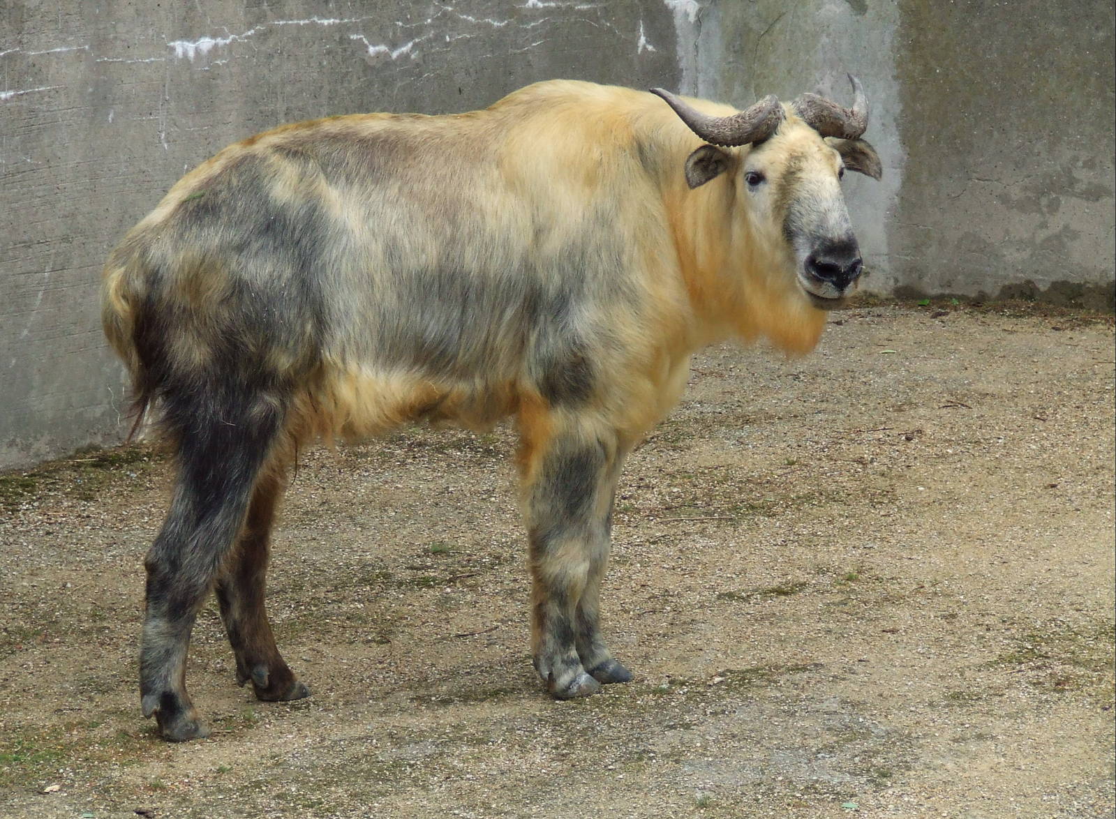 Sichuan Takin