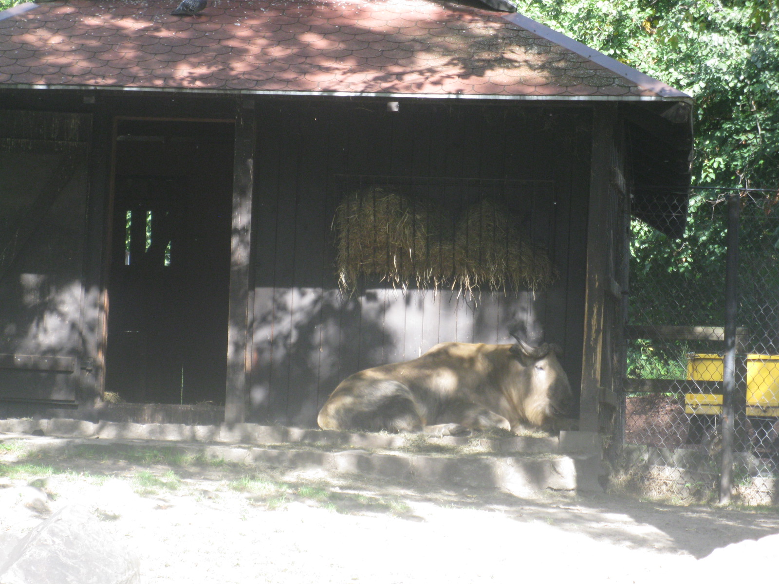 Sichuan/Tibetan Takin