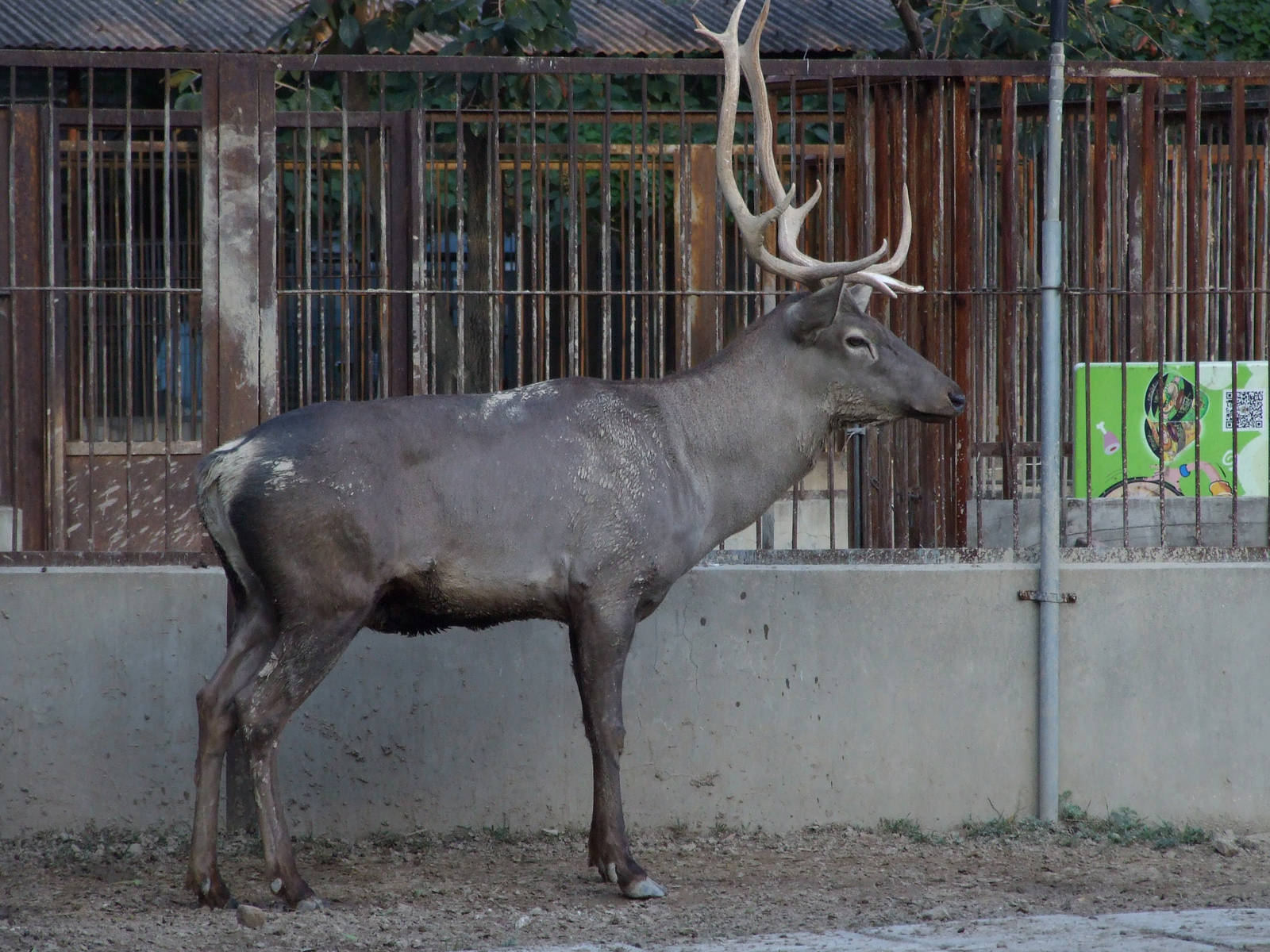 Sichuan wapiti (Cervus canadensis macneilli)