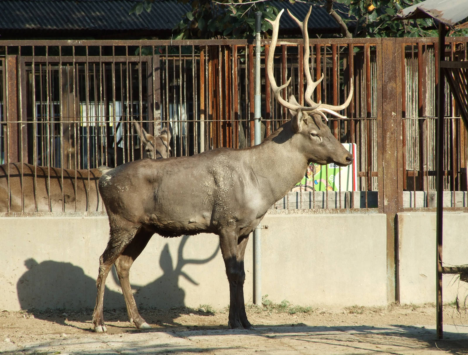 Sichuan wapiti (Cervus canadensis macneilli)