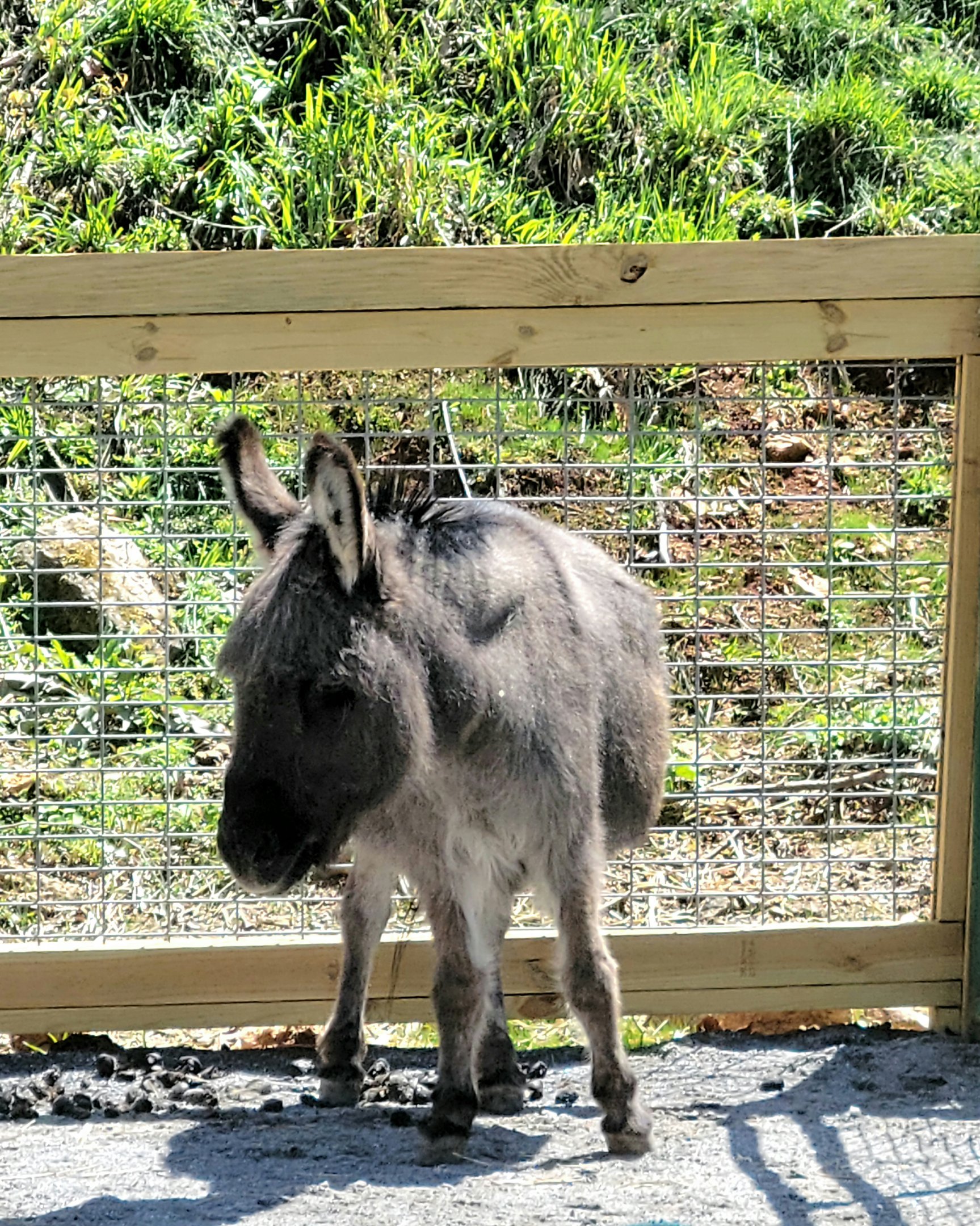 Sicilian Donkey-April 2025