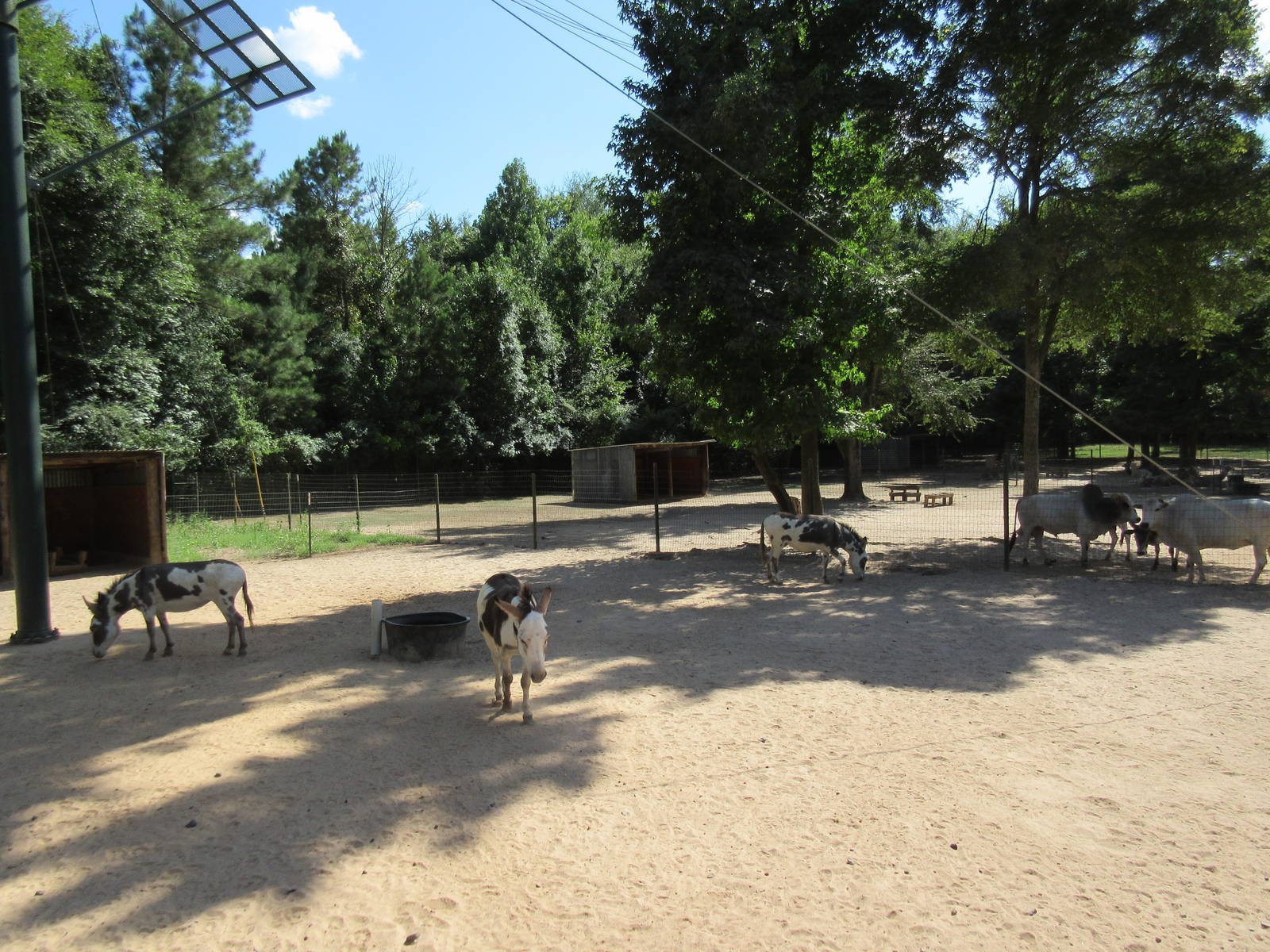 Sicilian Donkey Exhibit