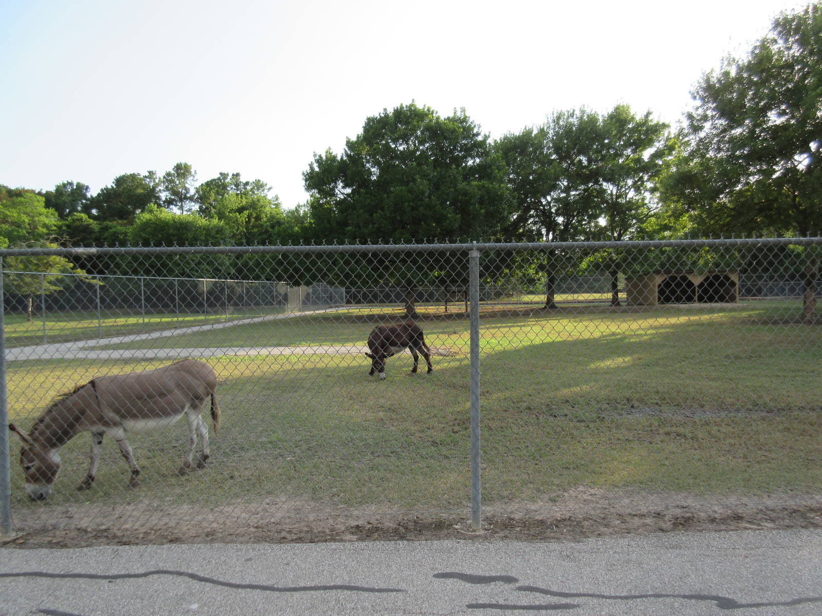 Sicilian Donkey Exhibit