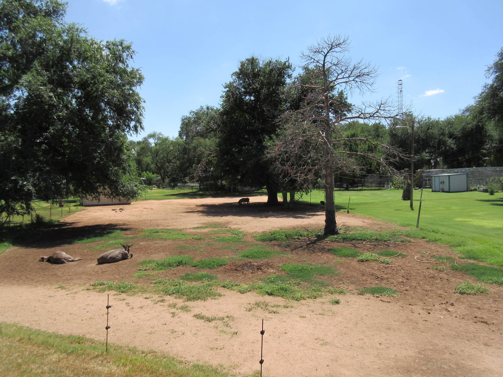 Sicilian Donkey Exhibit