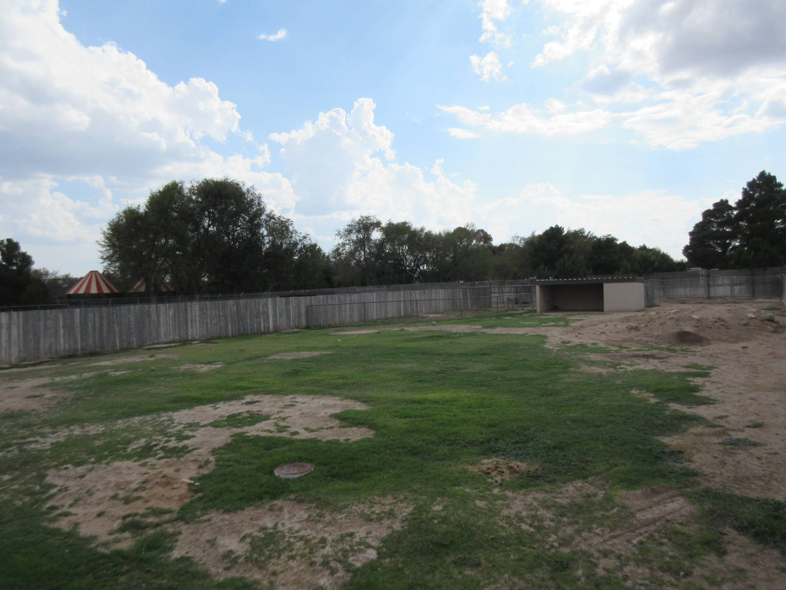 Sicilian Donkey Exhibit