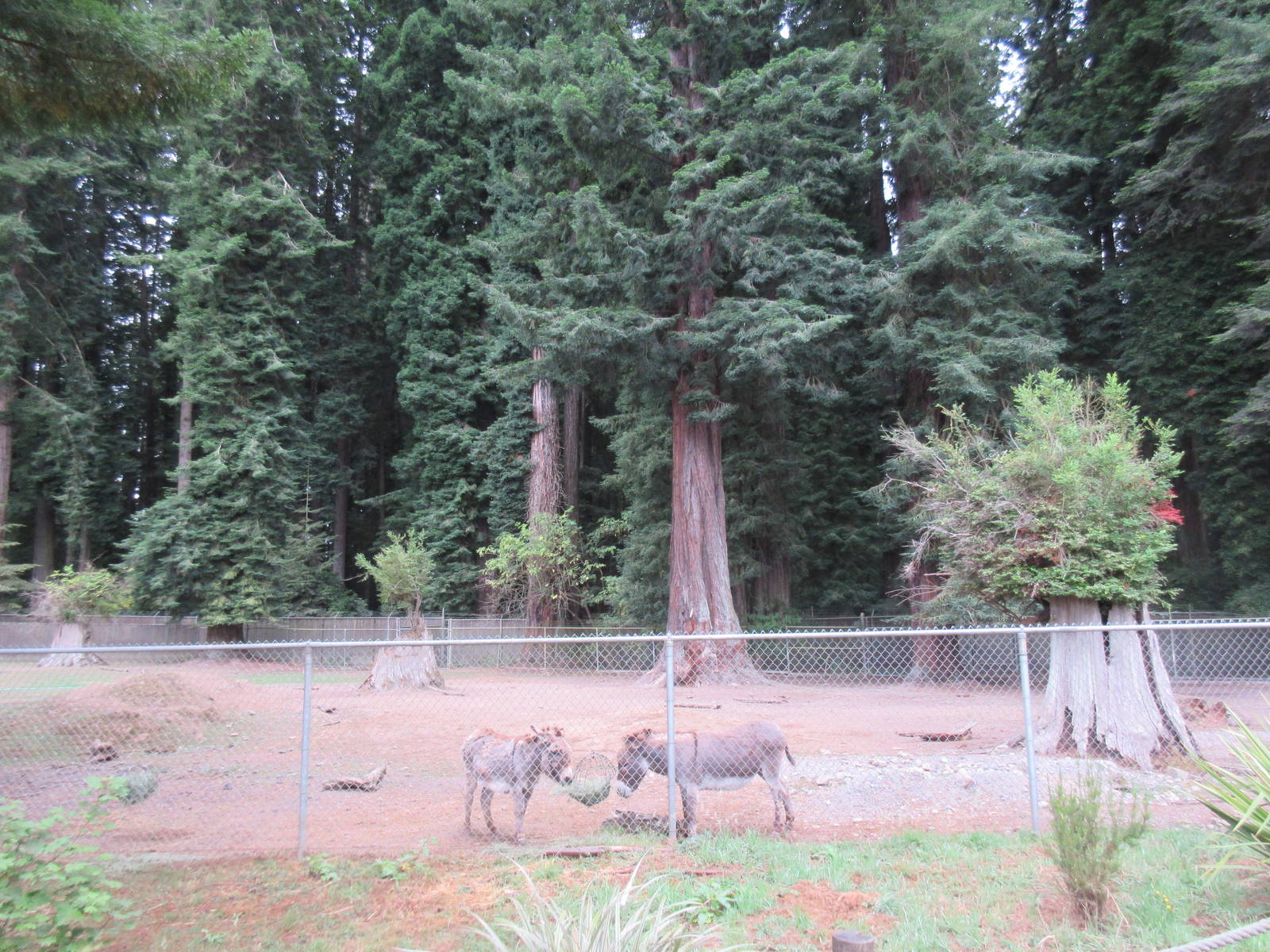 Sicilian Donkey Exhibit
