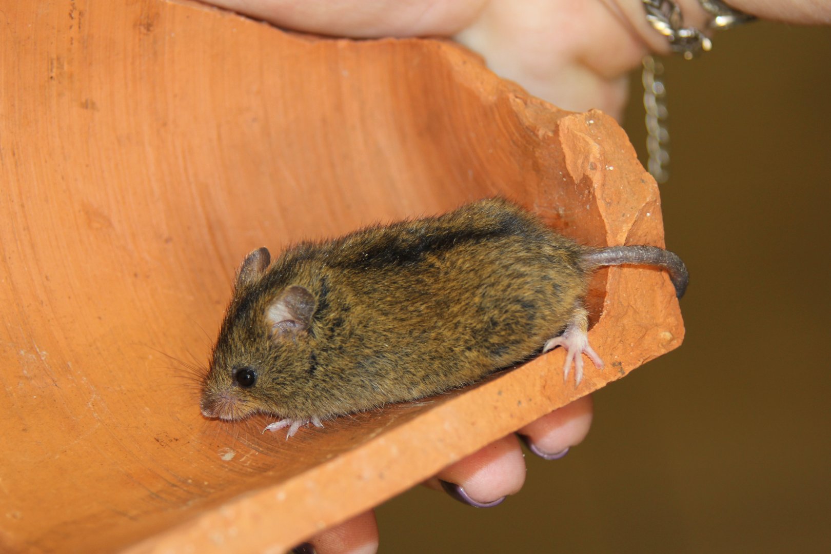 (Sicista betulina) Northern birch mouse