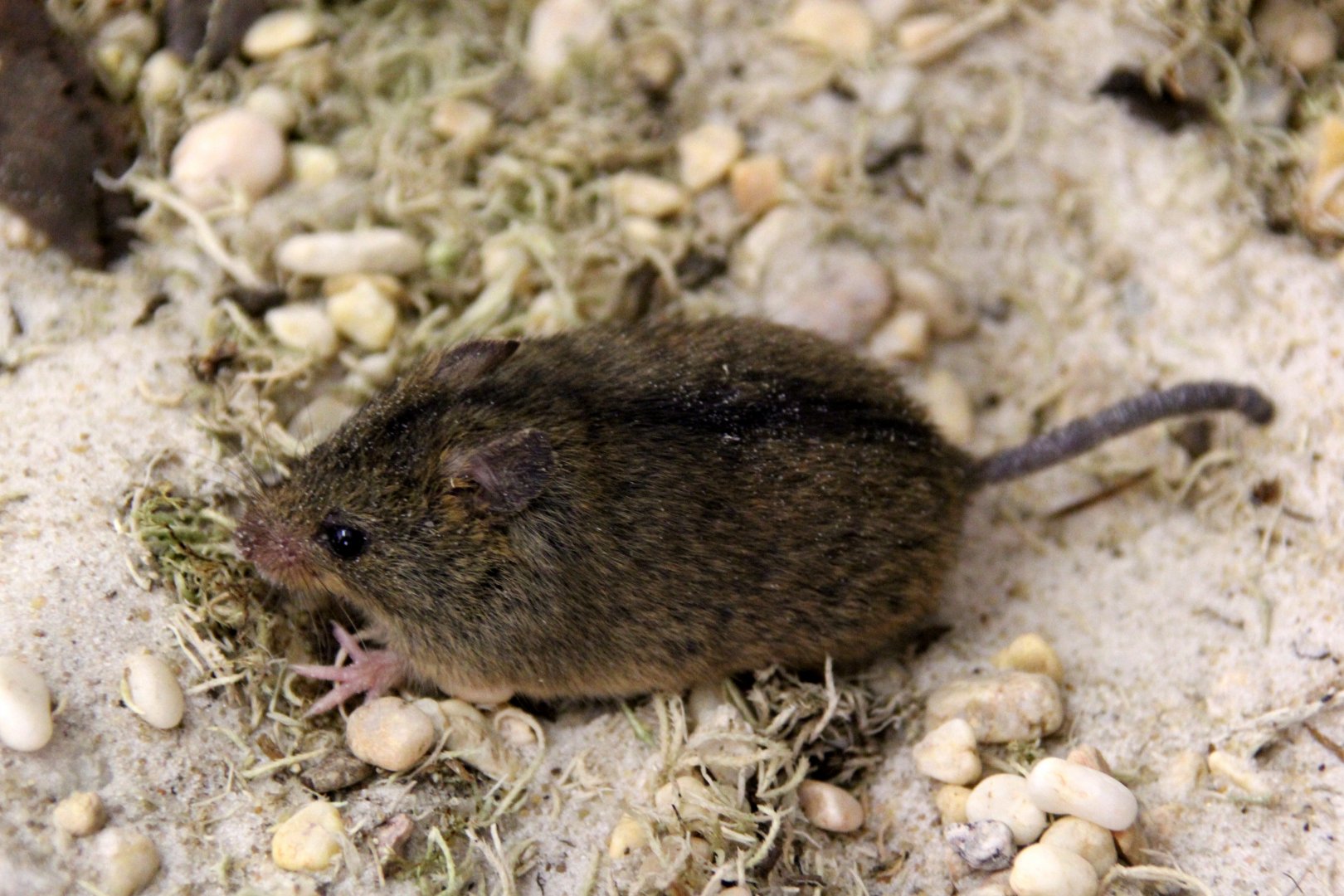 (Sicista betulina) Northern birch mouse