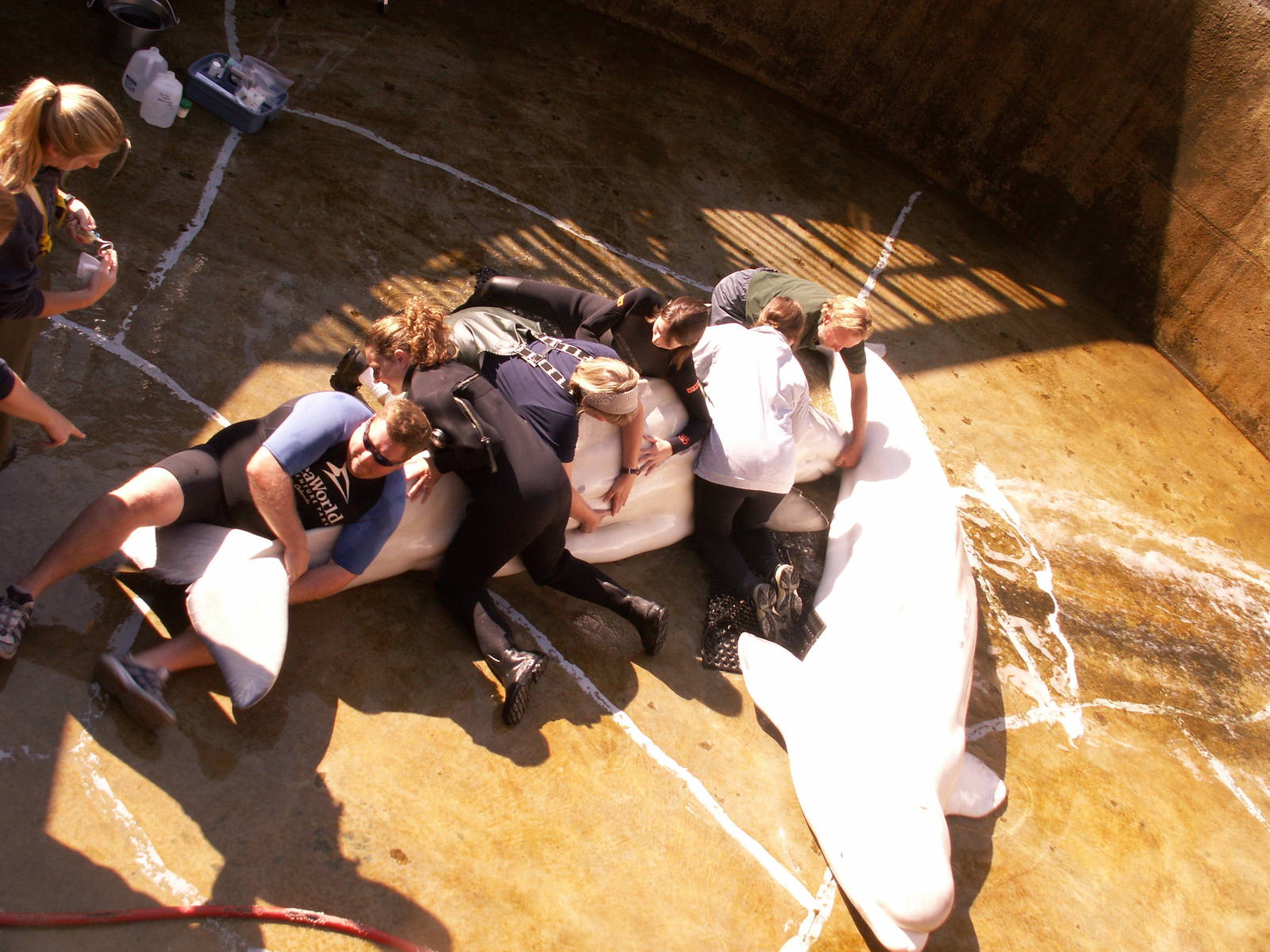 sick beluga treatment