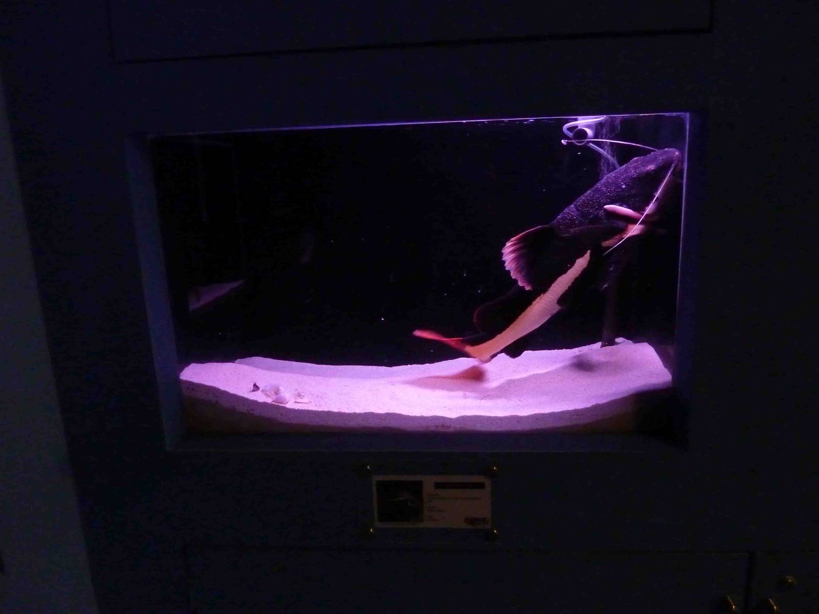 Sick redtail catfish, May 2013.